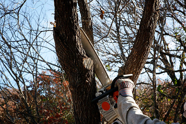  Hermitage, PA Tree Services Pros